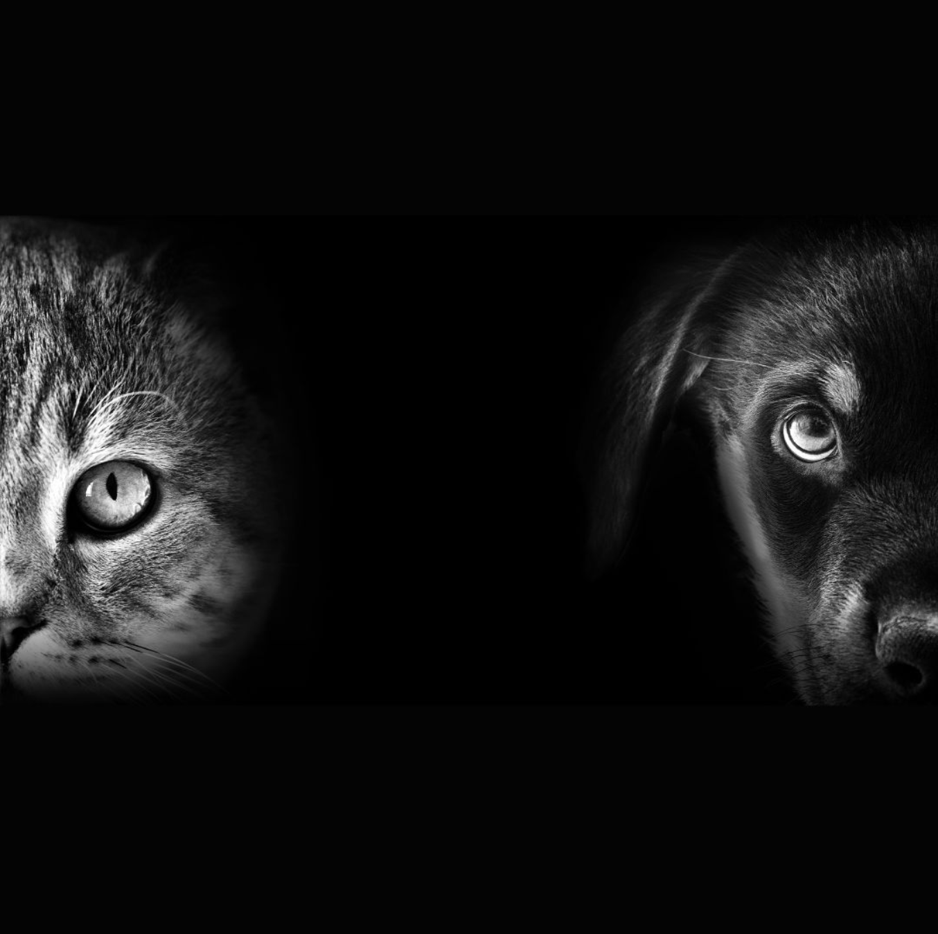 July 29 ~ Animal Communication with Loren May